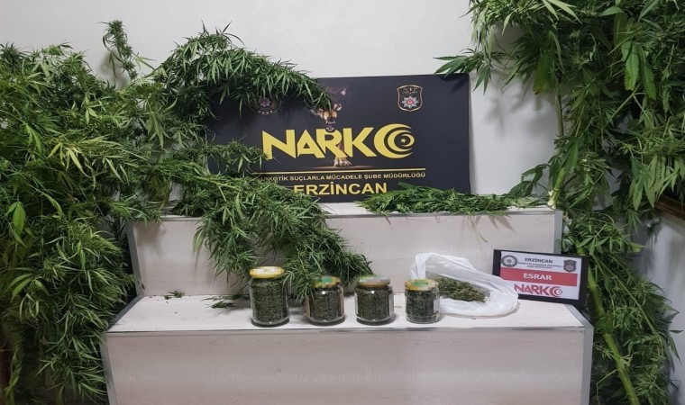 Erzincanda 642.49 gram esrar ve 3 kök kenevir ele geçirildi