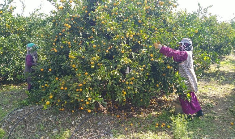 Erzinde üreticiler narenciyeyi toplayacak işçi bulamamaktan dertli