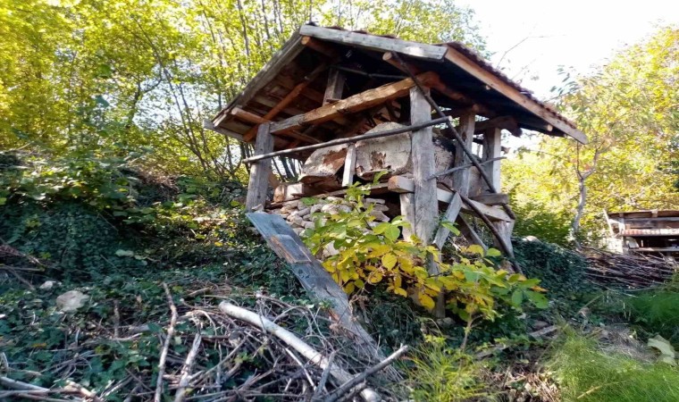 Evin bahçesine kadar gelen ayı, 40 kovan arıya zarar verdi