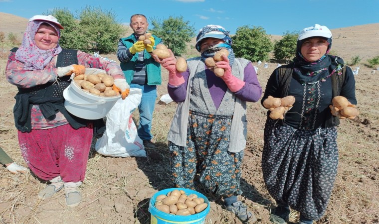 Fazla güneş aldığı için ayrı bir lezzeti olan ‘agria cinsi patateste hasat başladı