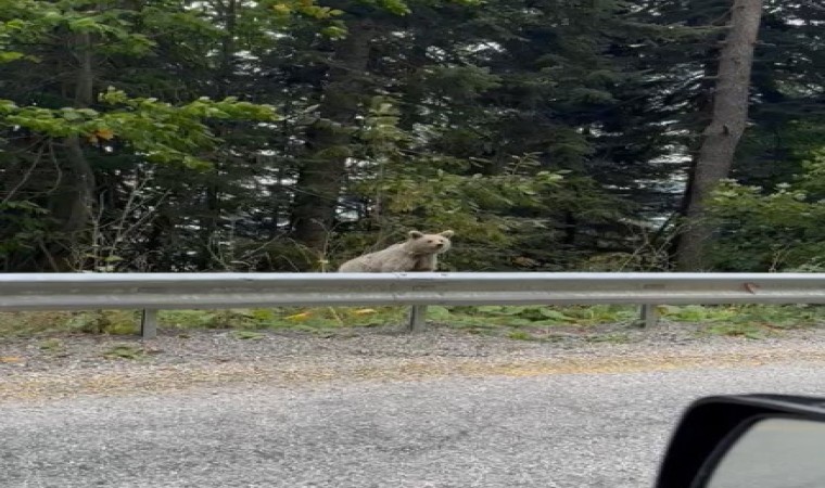 “Gel oğlum gel” diye seslendiği ayı, kulakları dikerek poz verdi