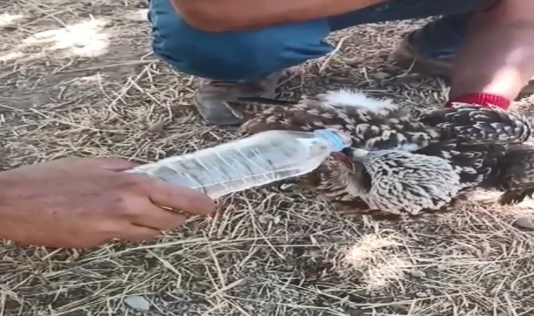 Göç sırasında yorgun düşen kara çaylağa şişeyle su içirildi