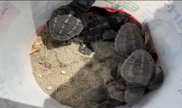 Gökçeadada caretta caretta yuvası bulundu