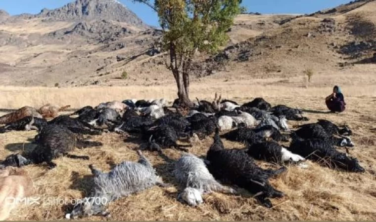 Hakkari’de yıldırım düştü, 62 küçükbaş öldü