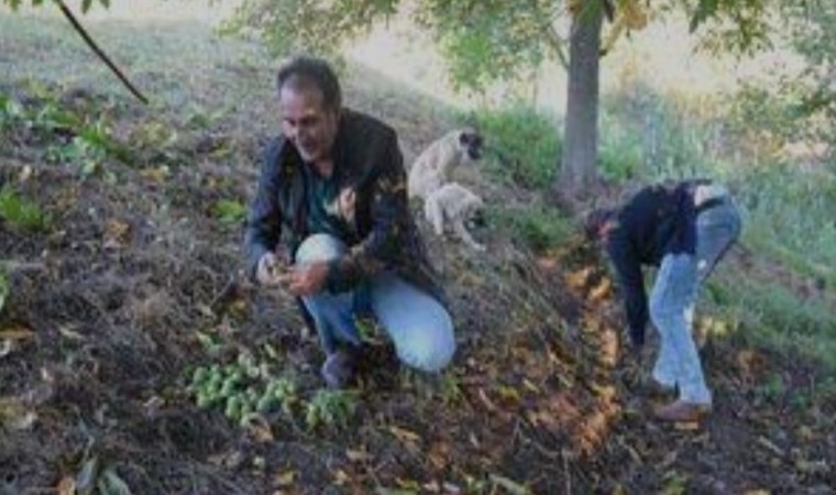 Hasadına başlanan Şebin cevizinde rekolte düşüklüğü yaşanıyor