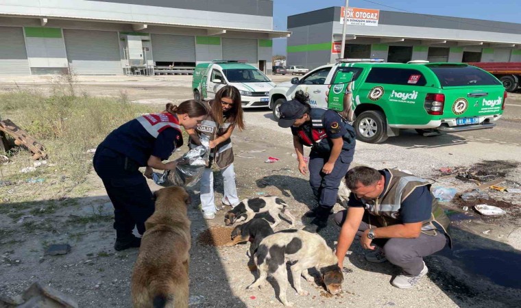 HAYDİ ekipleri sokak hayvanlarını besledi