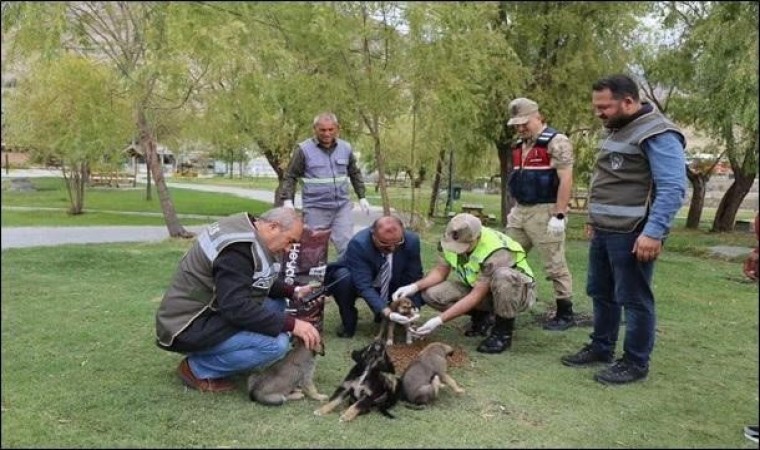 HAYDİ ekipleri sokak hayvanlarının yanında