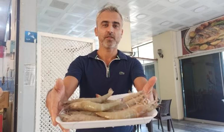 İskenderun Körfezi’nde ’jumbo karides’ bereketi