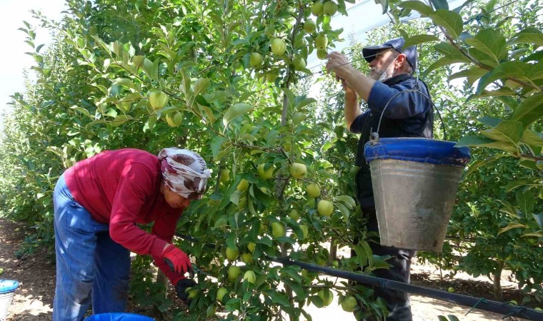 Ispartada 1 milyon 250 bin ton elma rekoltesi bekleniyor