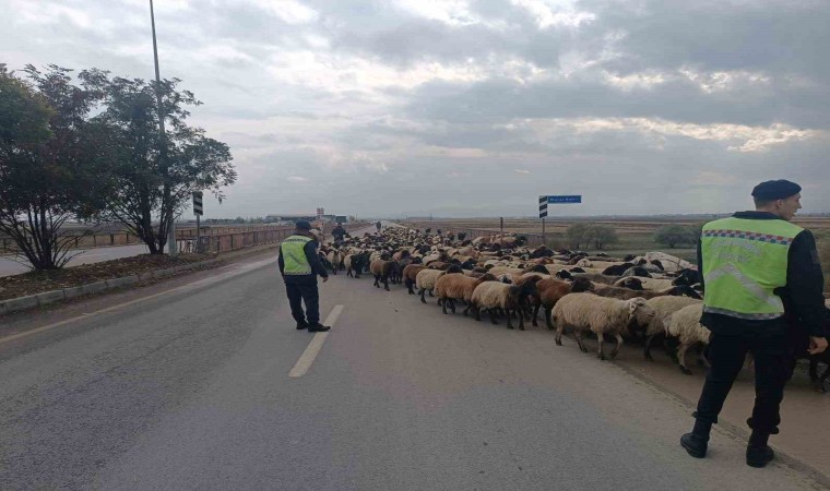 Jandarma ekipleri hayvanlar için güvenli geçiş sağladı