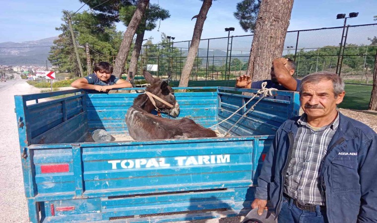 Karakaçanın patpat römorkundaki veteriner yolculuğu yürekleri ısıttı