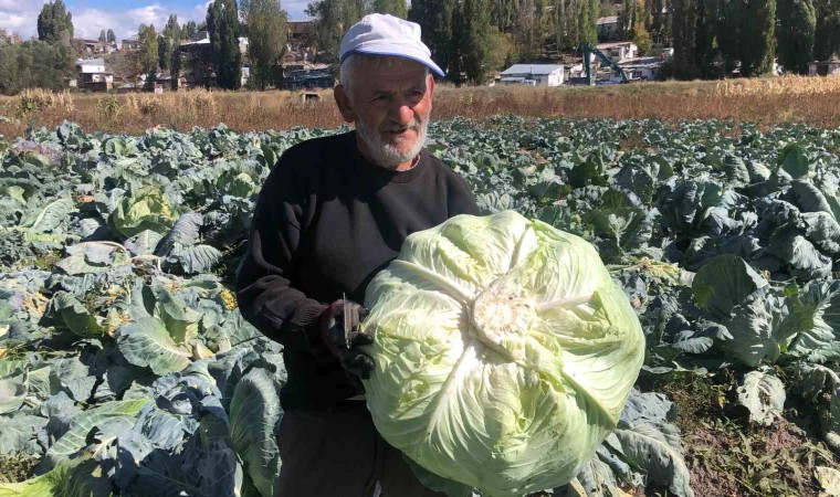 Karsta 50 yıldır lahana üretiyor