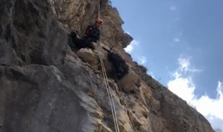 Kayalıkta mahsur kalan keçileri AFAD kurtardı