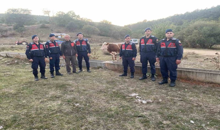 Kaybolan büyükbaş hayvanı jandarma buldu