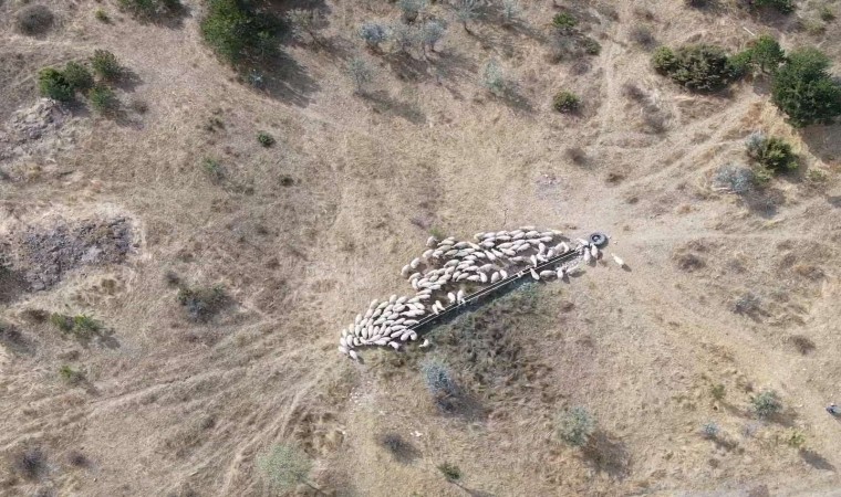 Kaybolan küçükbaş hayvan sürüsü, jandarma ekiplerince bulundu