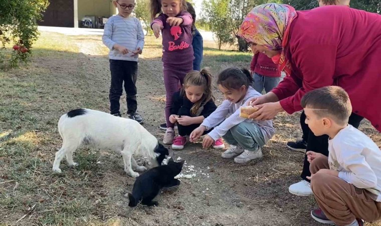 Kedi ve köpeğin dostluğuna tanıklık ettiler