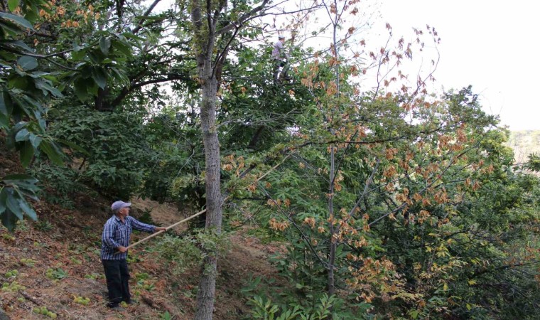 Kestanede hastalığa dayanıklı ağaç çeşitleri, üreticilere umut olacak