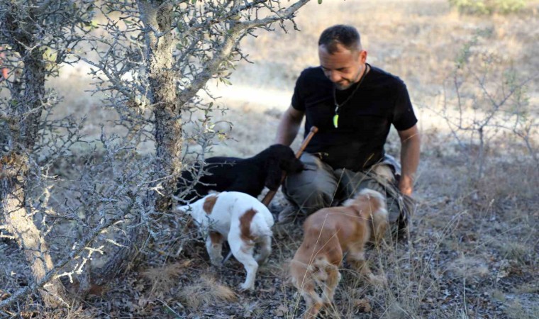 Kilosu 3 bin avro ve sadece özel eğitimli köpekler bulabiliyor