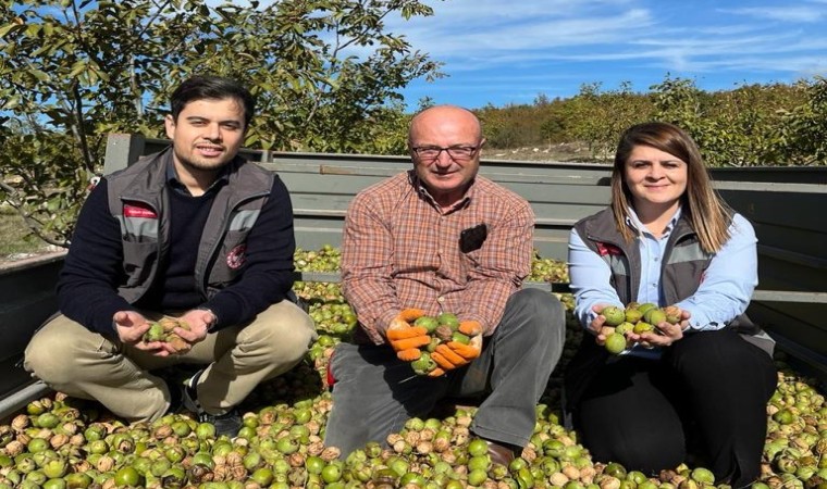 Kırklarelinde ceviz hasadı devam ediyor