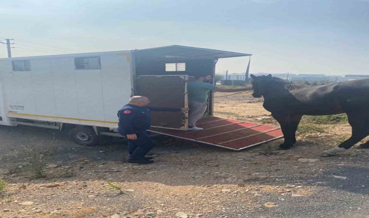 Kocaelide yakalanan başıboş at Tekirdağa gönderildi