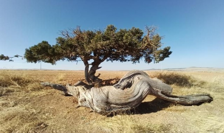 Kökü gövdesi kadar kalın bir asırlık ardıç dikkat çekti