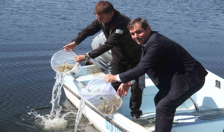 Konyanın göl ve göletlerine yavru sazan balığı salındı