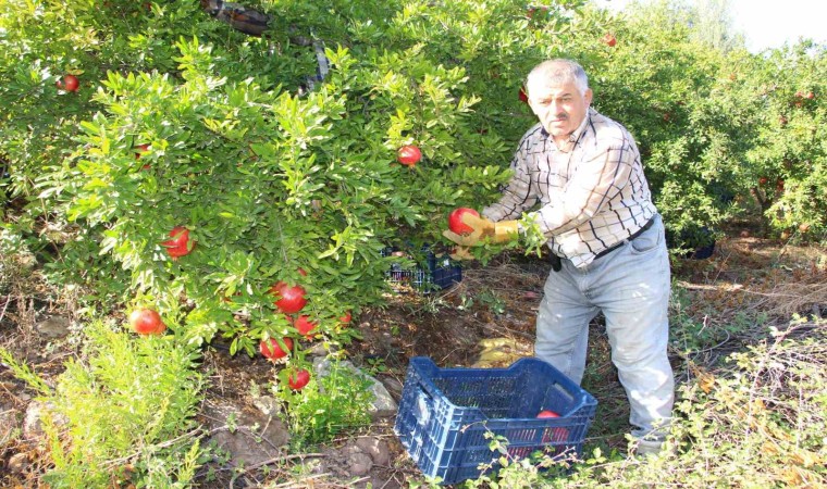 Kumlucada hasadı devam eden narda 20 bin ton rekolte bekleniyor