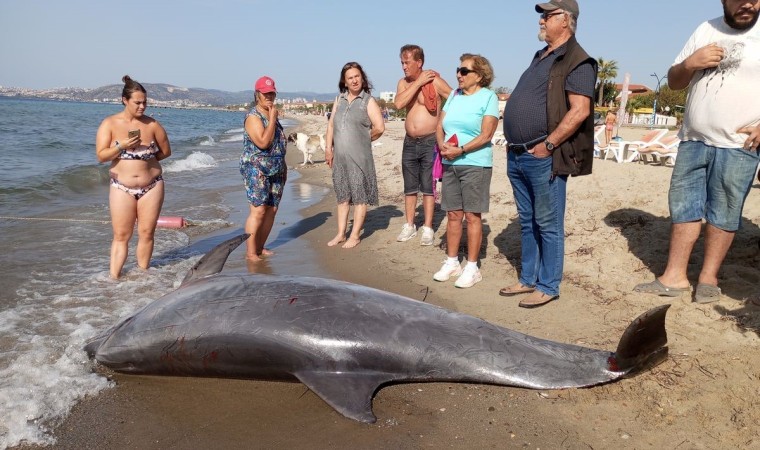 Kuşadası Körfezinde su yüzeyinde Afalina türü yunus bulundu