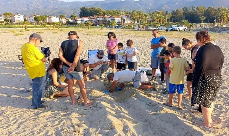 Kuşadası ve Didim’de carreta caretta yavruları denizle buluşturuldu