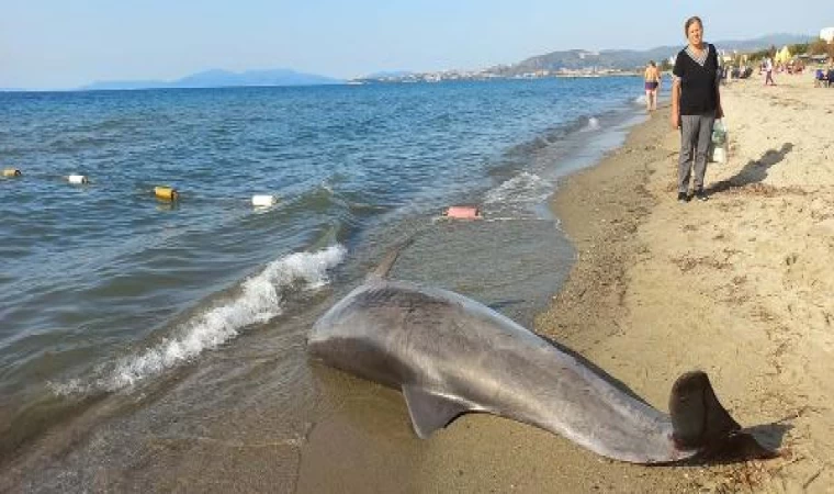 Kuşadası’nda kıyıya vurmuş ölü yunus bulundu