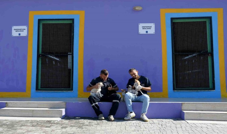 Kuşadasının sokak hayvanları sevgi ve müziğin gücüyle iyileşiyor