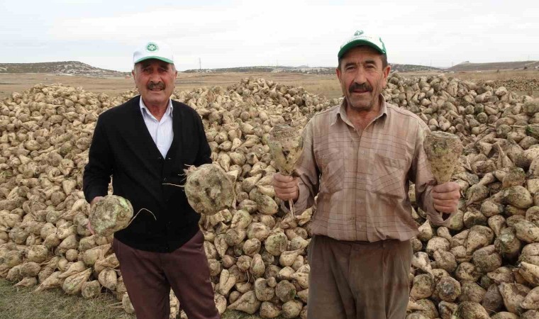 Kütahyada pancar hasadı başladı