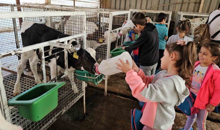 Kuyucaklı çocuklar buzağıları biberonla besledi