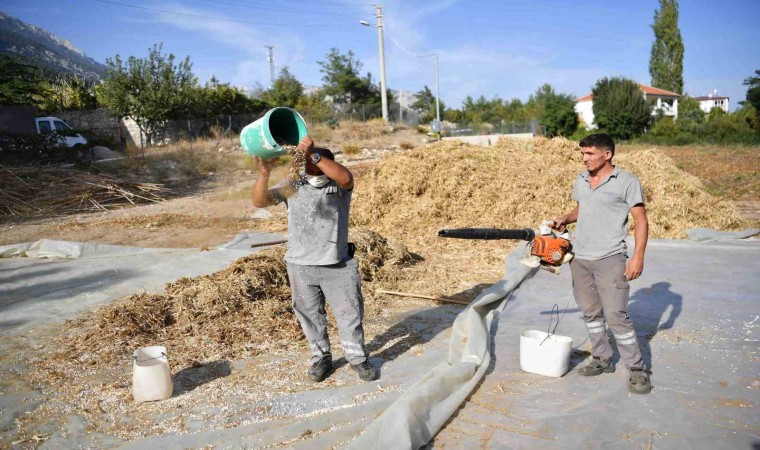 Lezzetiyle ünlenen Çandır fasulyesinde hasat zamanı