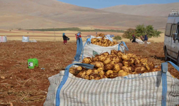 Malatyada patates hasadı