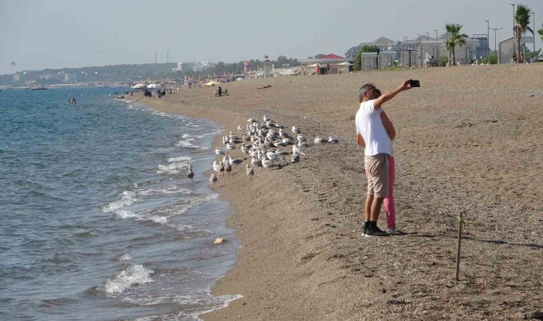 Manavgat sahilleri martı ve diğer deniz kuşlarıyla dolup taşmaya başladı