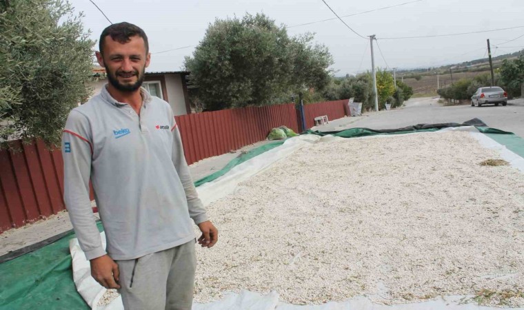 Manyasın coğrafi işaretli kazak fasulyesinde hasat başladı