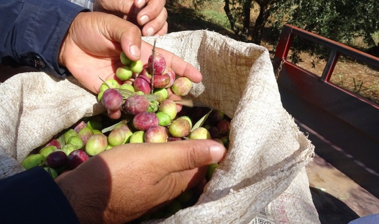 Mardinde devam eden zeytin hasadında yüksek rekolte bekleniyor