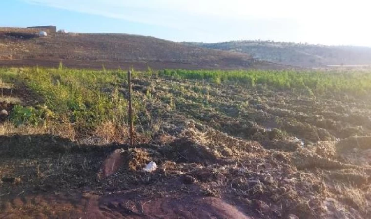 Mardin’de sağanak; dere taştı, meyve bahçeleri zarar gördü 