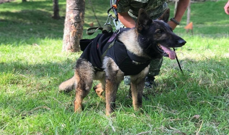 Meksikanın arama kurtarma köpeği Proteonun ismi Çanakkalede yaşayacak