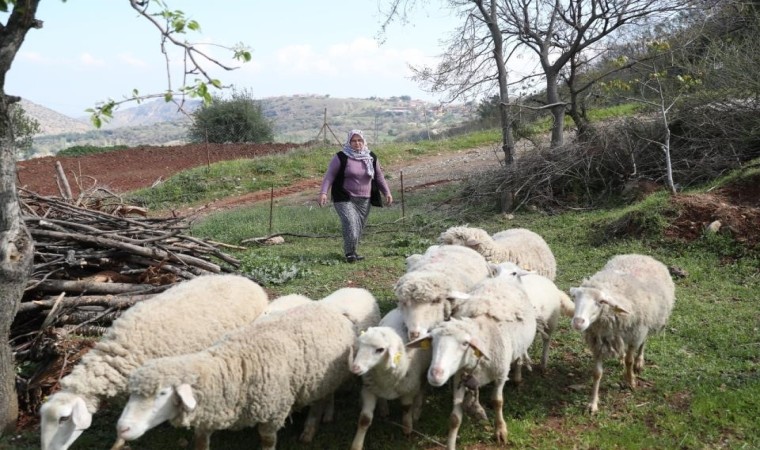 Merkezefendide küçükbaş hayvan ve yem desteği başvuru süresi uzatıldı