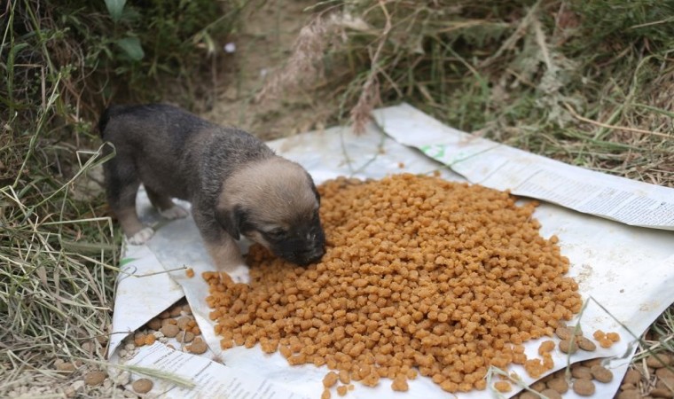 Merkezefendide Pet Kafe ve Mama Üretim Tesisi faaliyetleri sürdürüyor