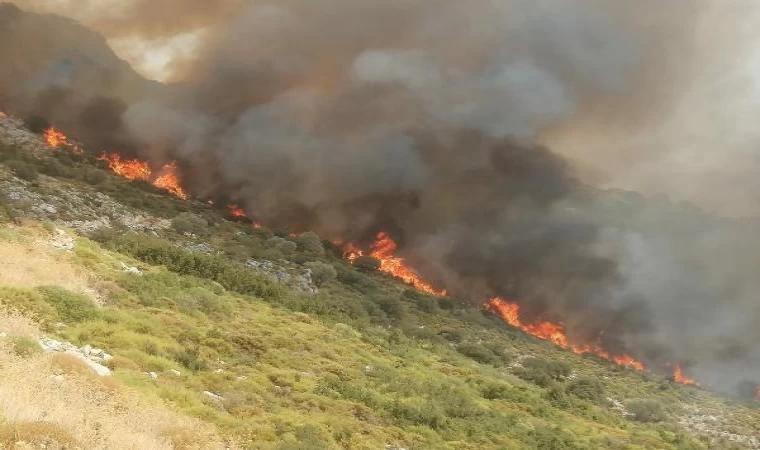 Muğla’da makilik yangını