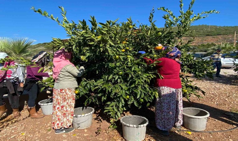 Muğlada narenciye bahçelerinde hasat dönemi başladı