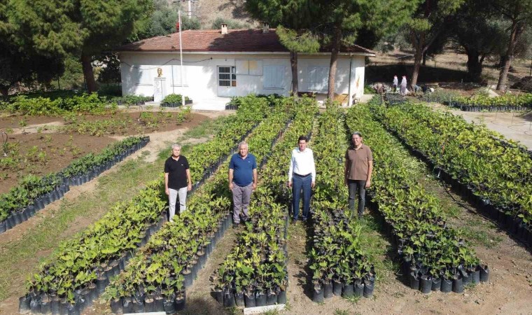 Nazilli Belediyesi, binlerce fidanı kendi üretiyor