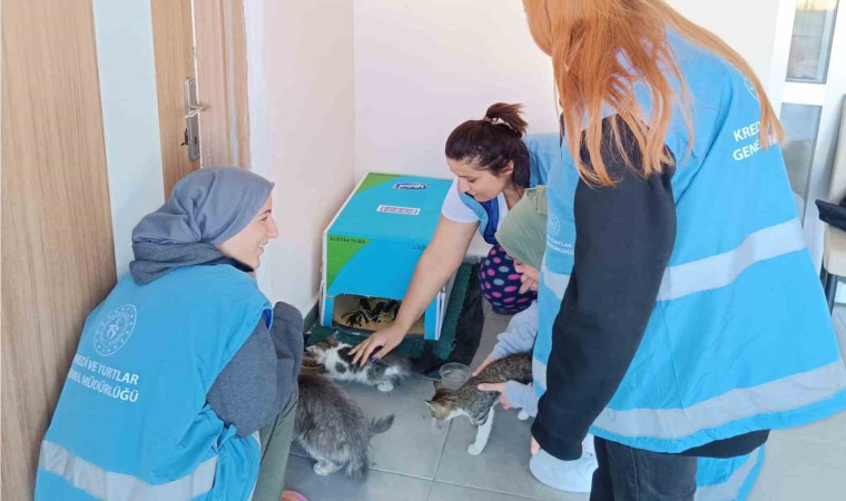 Öğrenciler kış öncesi sokak hayvanları için barınak yaptı