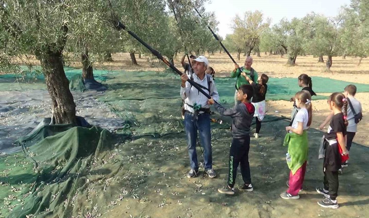 Öğrenciler zeytin hasadı yapıp, zeytinin yağa dönüşme serüvenine tanıklık ettiler