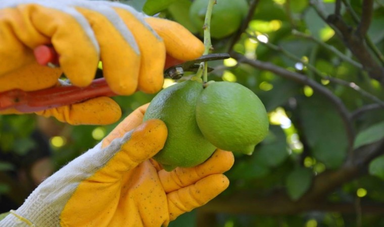 Ortacada limon hasadı başladı