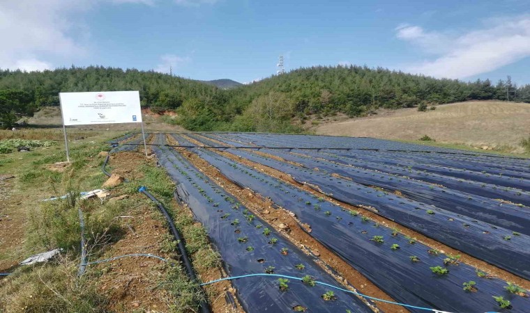 Osmaniyede 2,5 dönüm alana devlet desteğiyle çilek bahçesi kurdu