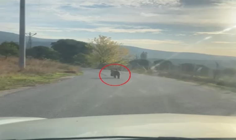 Otomobilin önüne çıkan yavru ayı kamerada